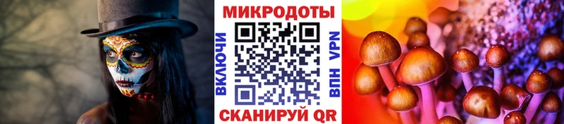 Купить закладки  Подпорожье  Галлюциногенные грибы Psilocybe 